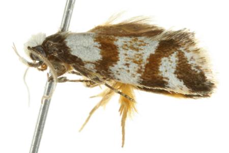 Isomoralla gephyrota