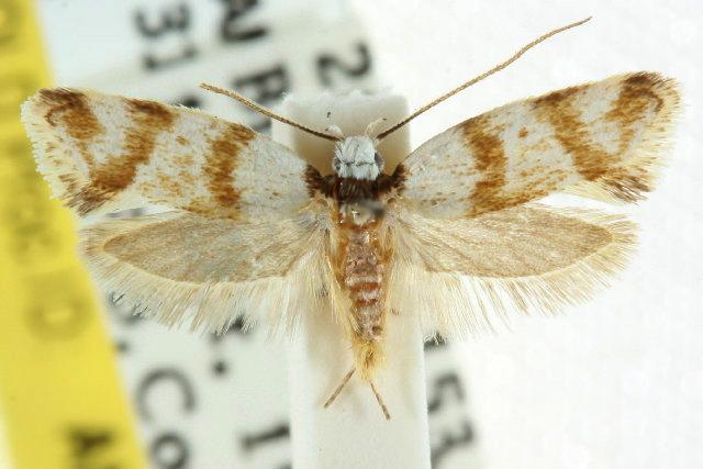 Isomoralla gephyrota