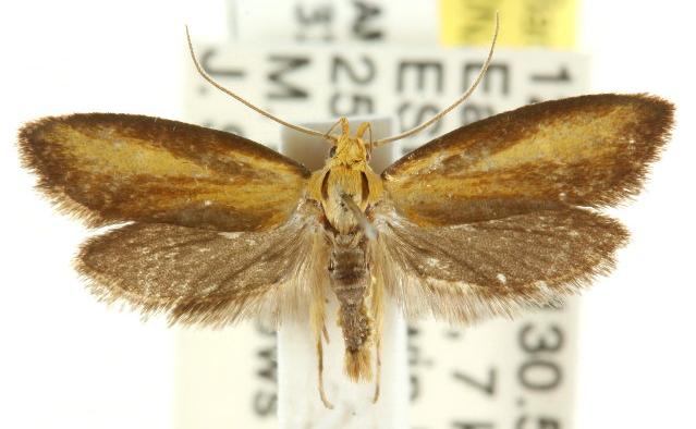 Stereocheta gummosa