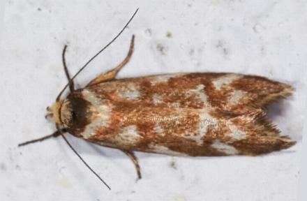 Palimmeces habrophanes