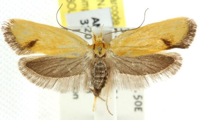 Telocharacta hemicroca