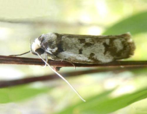 Philobota iphigenes