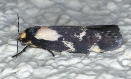Palimmeces leucopelta