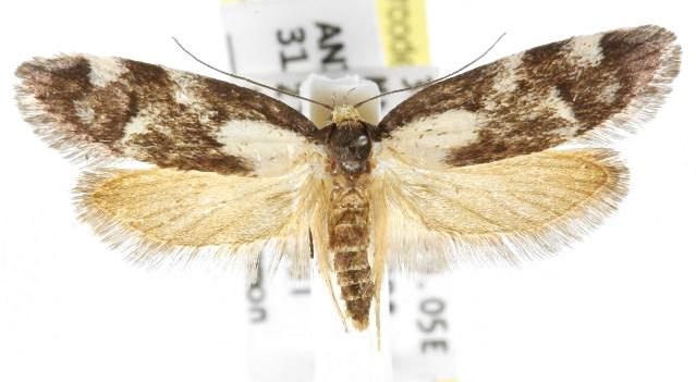 Palimmeces leucopelta