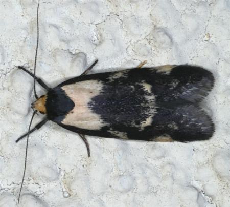 Palimmeces leucopelta