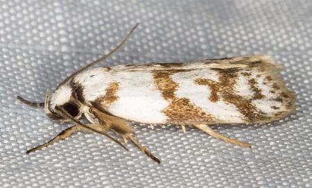 Philobota limenarcha