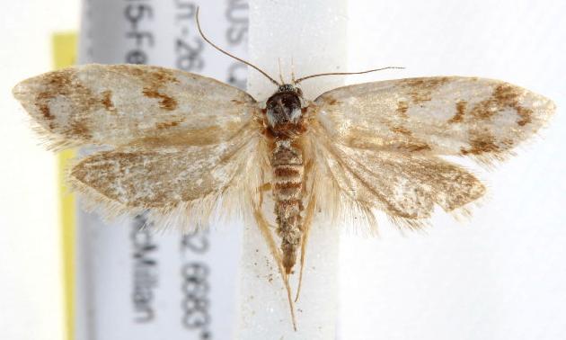 Philobota limenarcha