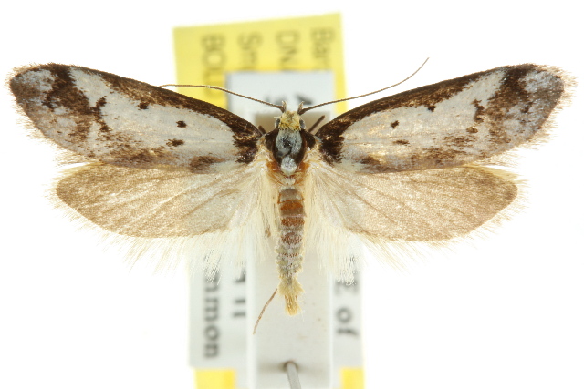 Philobota lysizona