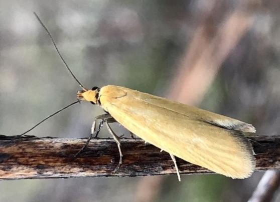 Telocharacta metachroa
