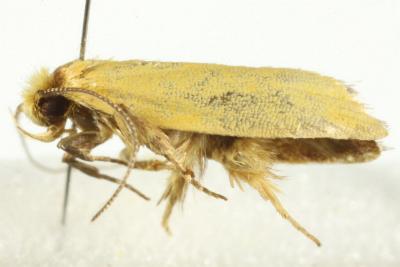 Philobota monoides