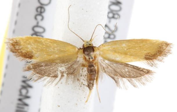 Philobota monoides