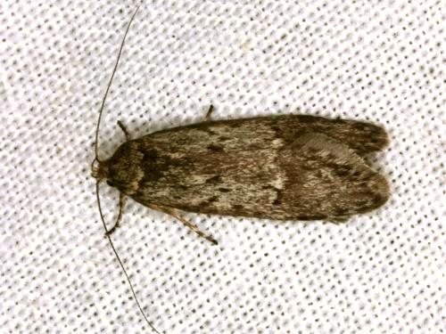 Philobota orescoa