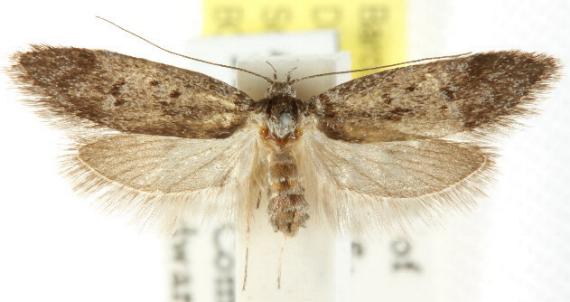 Philobota orescoa