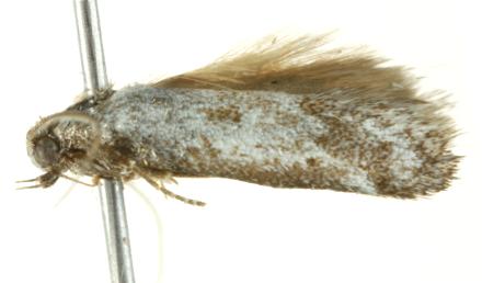 Philobota paragypsa