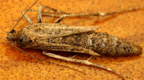 Philobota ES2