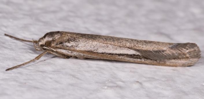 Philobota ES2