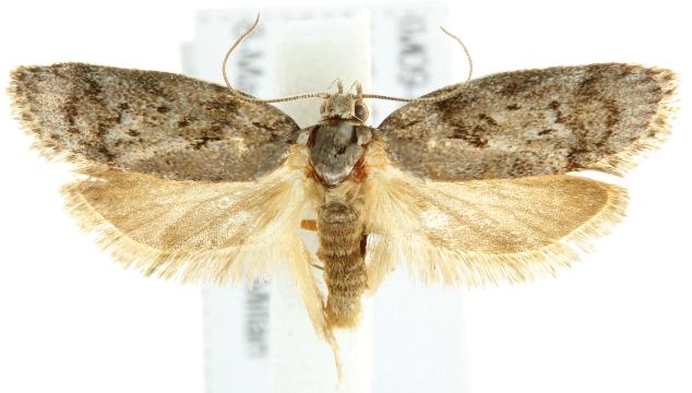 Philobota philostaura