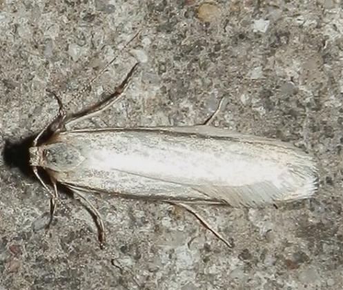 Philobota physaula