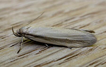 Philobota pilipes