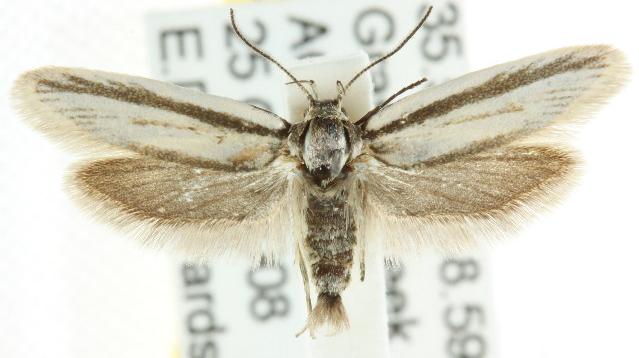 Philobota pilipes