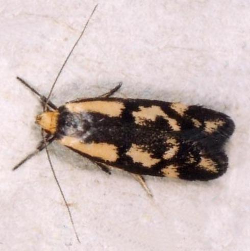 Palimmeces poecilella