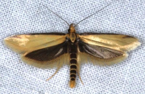 Philobota protecta