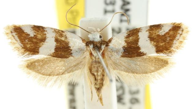 Prepocosma schalidota