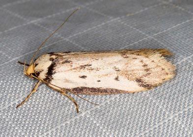 Philobota thiocrossa