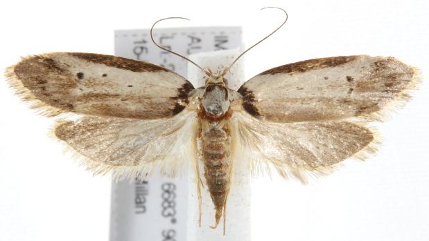 Philobota thiocrossa