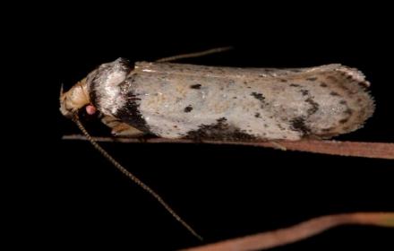 Philobota transversella