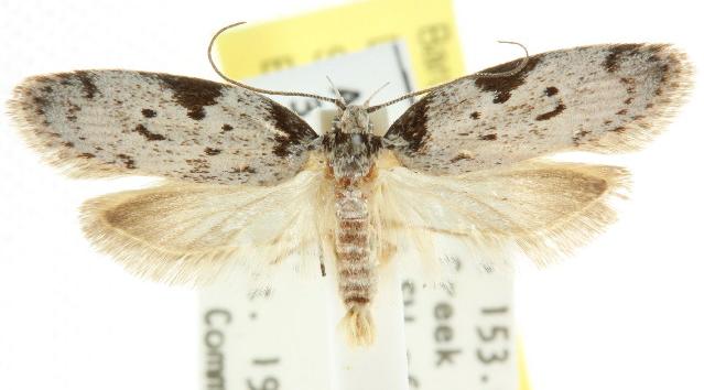 Philobota transversella