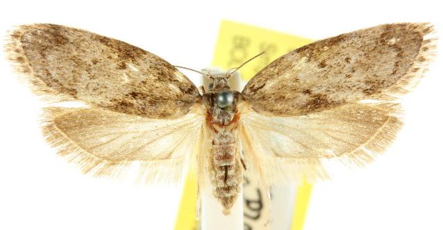 Philobota trigonosema
