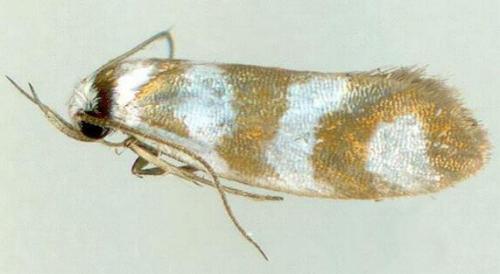 Prepocosma tropica