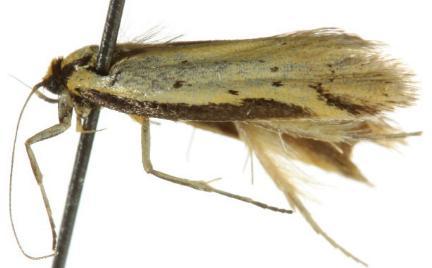 Philobota xanthastis