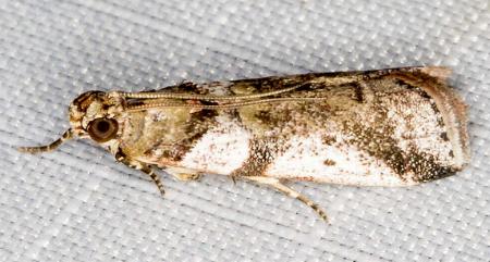 Aurana actiosella