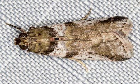 Aurana actiosella