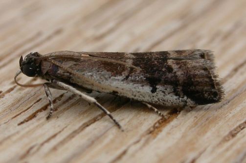 Creobota apodectum