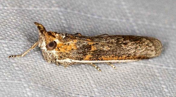 Etiella behrii