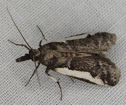 Euageta dianipha