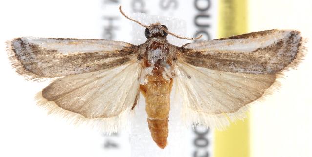 Euageta dianipha