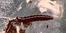 Ephestia elutella