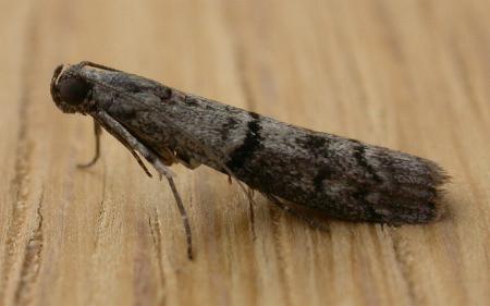 Ephestia elutella