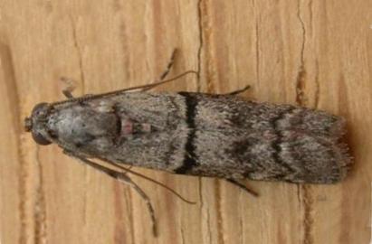 Ephestia elutella