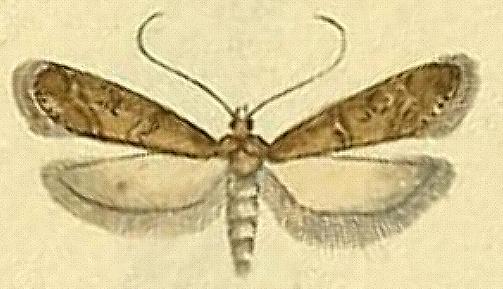 Ephestia elutella