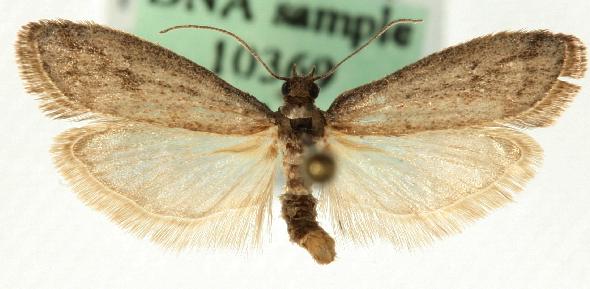 Ephestia elutella