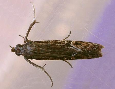 Balanomis encyclia