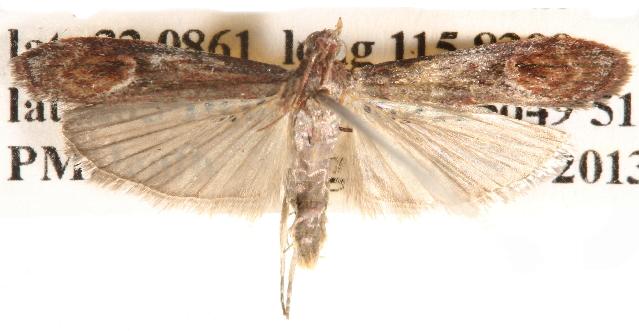 Balanomis encyclia