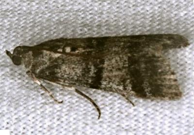 Asarta fuliginosa