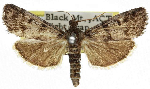 Asarta fuliginosa