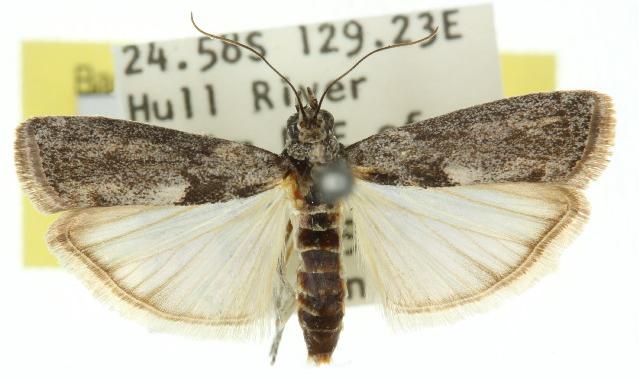 Nephopterix melanostyla